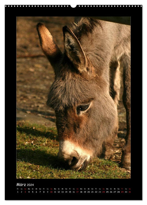 Esel und Mulis (CALVENDO Premium Wandkalender 2024)
