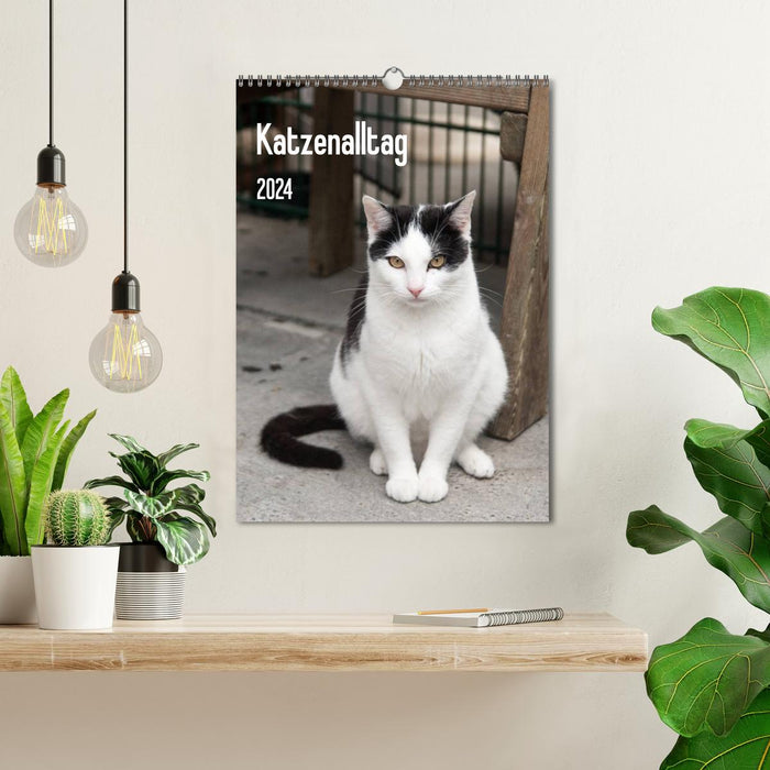 Katzenalltag 2024 (CALVENDO Wandkalender 2024)