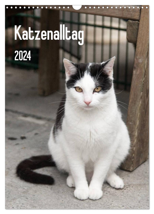 Katzenalltag 2024 (CALVENDO Wandkalender 2024)