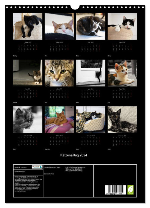 Katzenalltag 2024 (CALVENDO Wandkalender 2024)