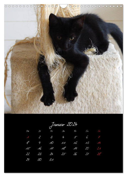 Katzenalltag 2024 (CALVENDO Wandkalender 2024)