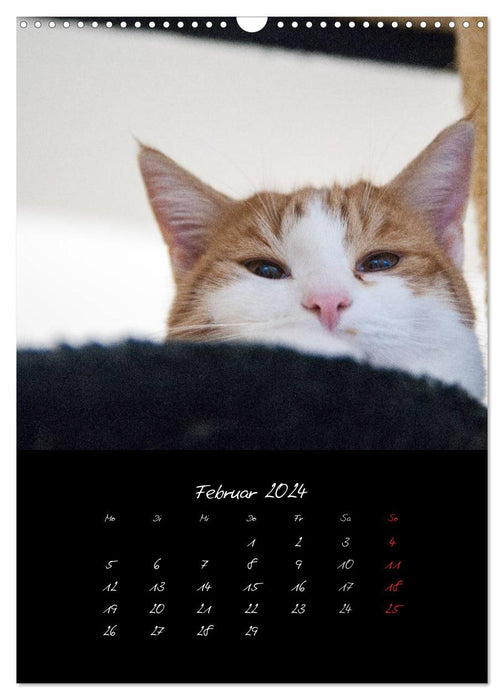 Katzenalltag 2024 (CALVENDO Wandkalender 2024)