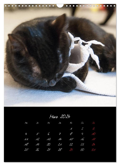 Katzenalltag 2024 (CALVENDO Wandkalender 2024)