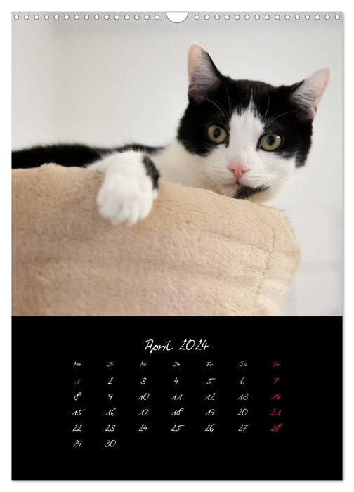 Katzenalltag 2024 (CALVENDO Wandkalender 2024)