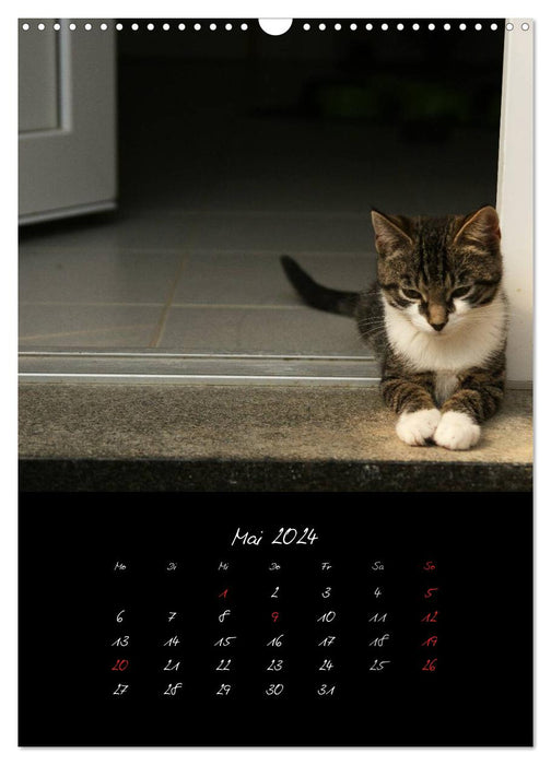 Katzenalltag 2024 (CALVENDO Wandkalender 2024)