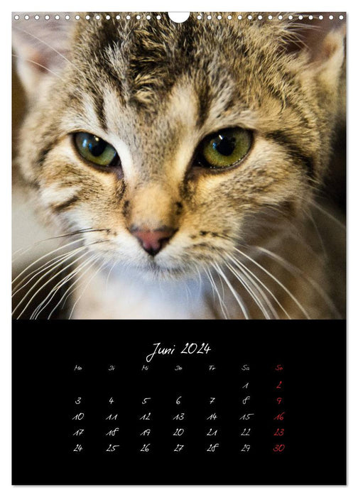 Katzenalltag 2024 (CALVENDO Wandkalender 2024)