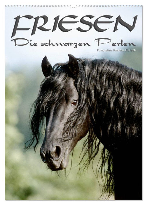 Friesen - die schwarzen Perlen (CALVENDO Wandkalender 2024)