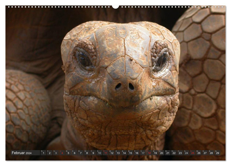 Wilde Fauna - Reptilien (CALVENDO Premium Wandkalender 2024)