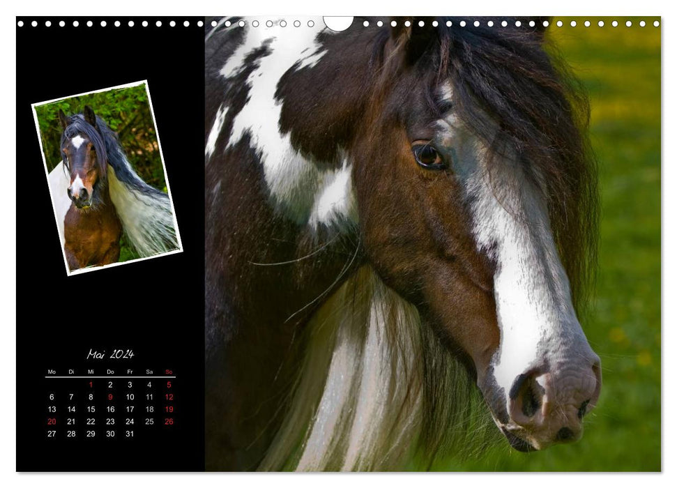 Irish Tinker (CALVENDO Wandkalender 2024)