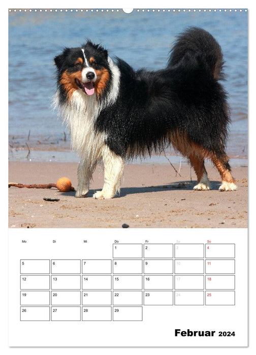 Australian Shepherd (CALVENDO Premium Wandkalender 2024)