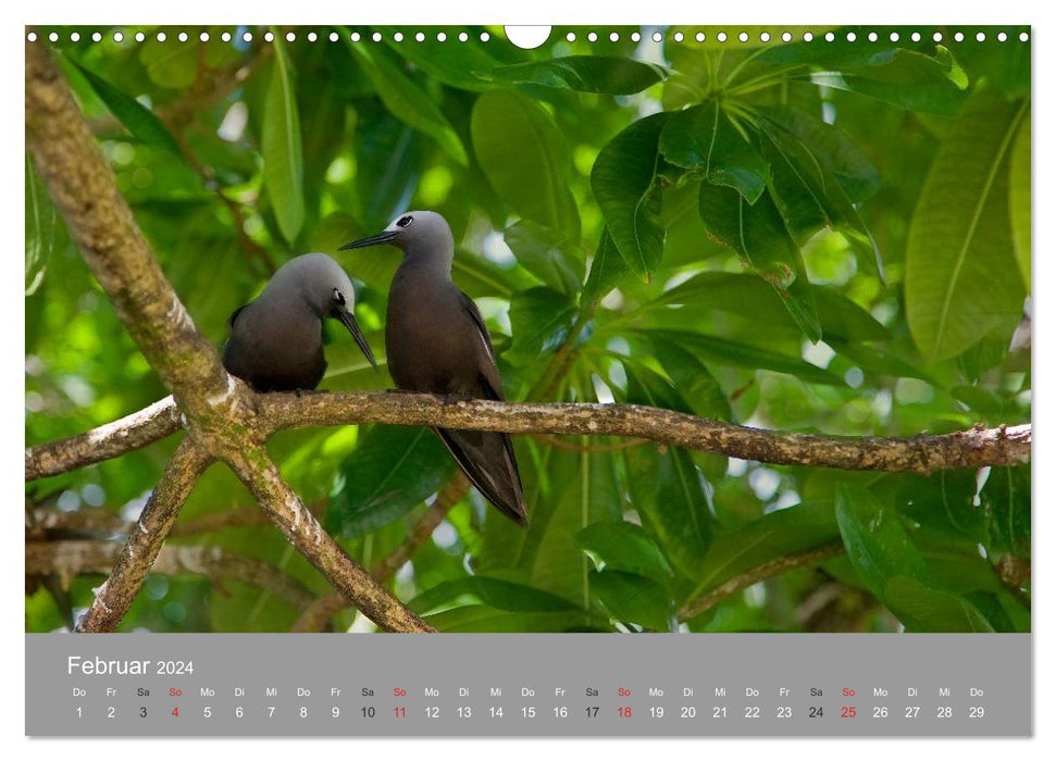 Seychelles (Calendrier mural CALVENDO 2024) 