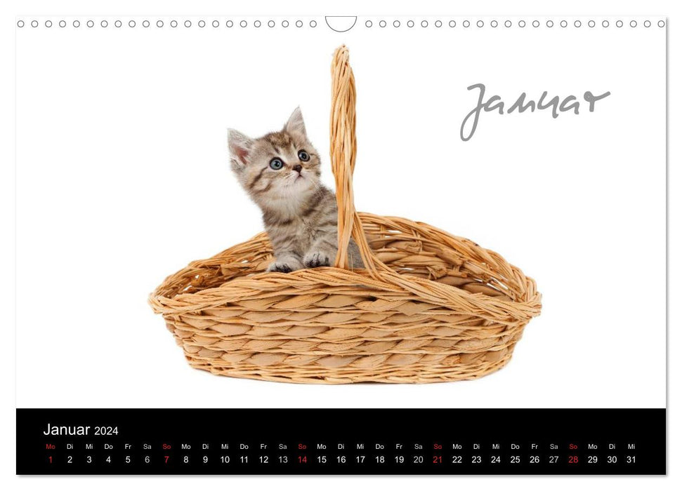 Katzenbabys (CALVENDO Wandkalender 2024)