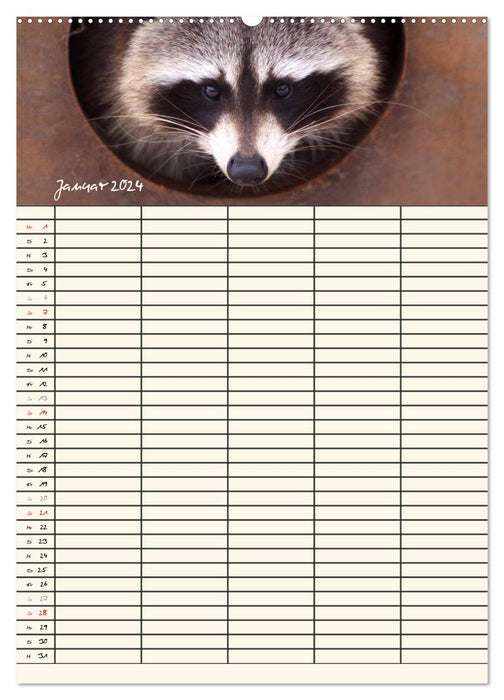 Agenda familial ratons laveurs (calendrier mural CALVENDO 2024) 