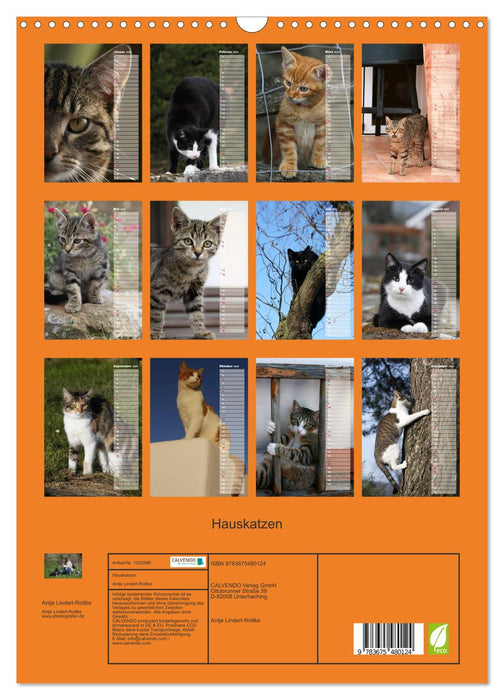 Hauskatzen (CALVENDO Wandkalender 2024)