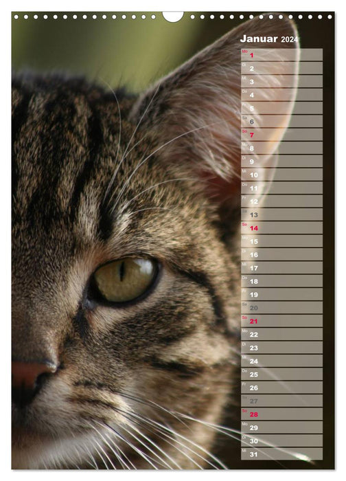 Hauskatzen (CALVENDO Wandkalender 2024)