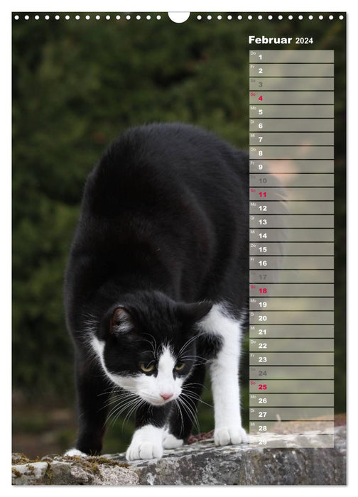 Hauskatzen (CALVENDO Wandkalender 2024)