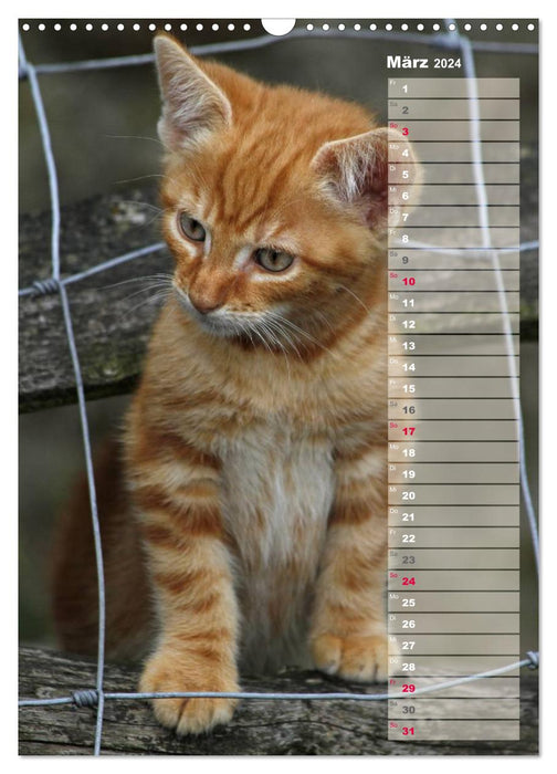 Hauskatzen (CALVENDO Wandkalender 2024)