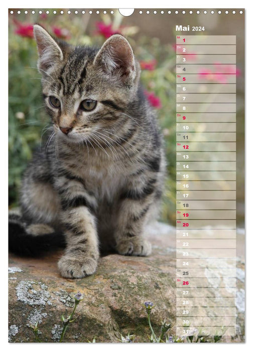 Hauskatzen (CALVENDO Wandkalender 2024)