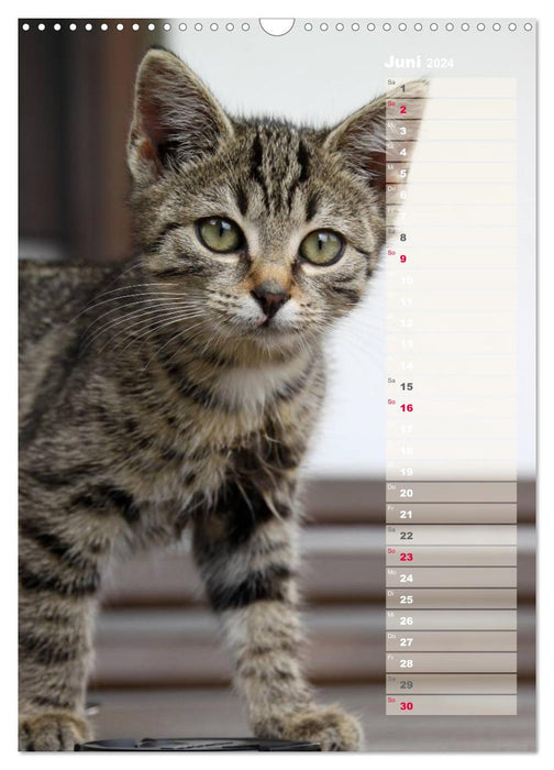 Hauskatzen (CALVENDO Wandkalender 2024)