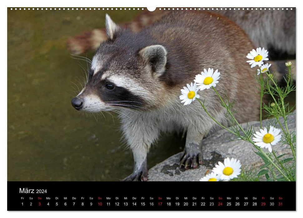 Ratons laveurs (Calendrier mural CALVENDO 2024) 