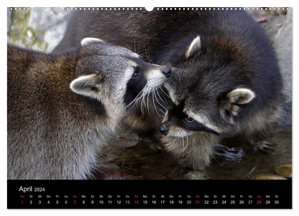 Ratons laveurs (Calendrier mural CALVENDO 2024) 