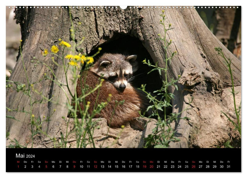 Ratons laveurs (Calendrier mural CALVENDO 2024) 