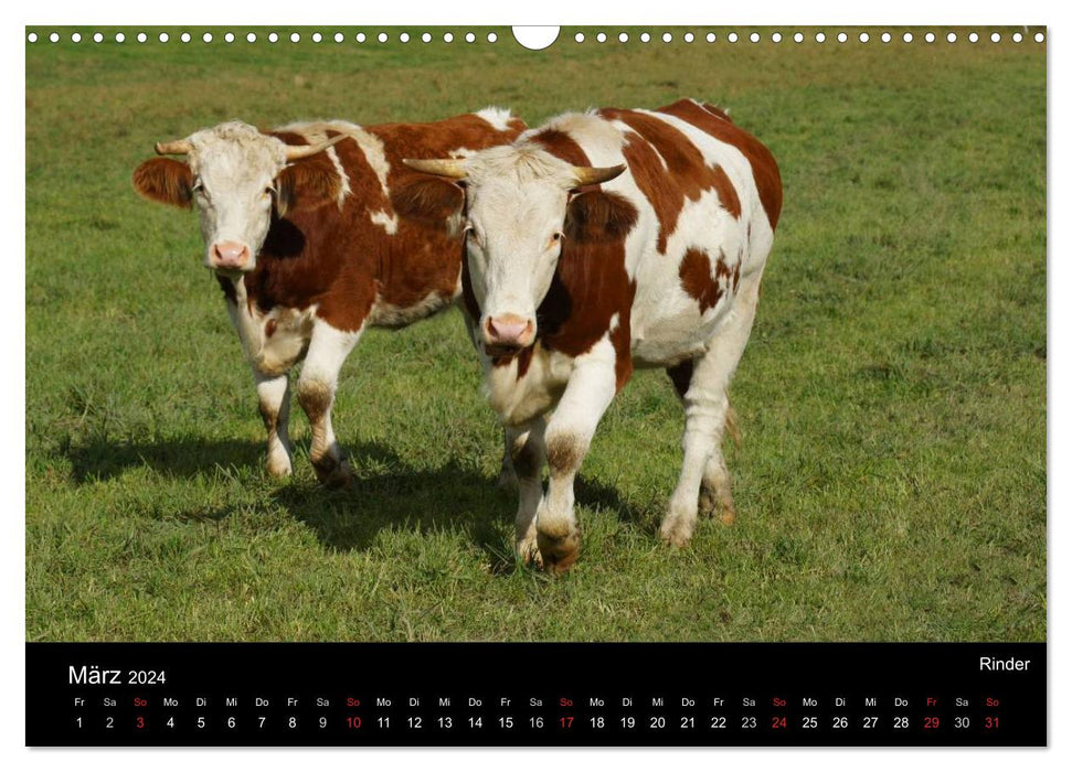 Tiere auf dem Bauernhof (CALVENDO Wandkalender 2024)