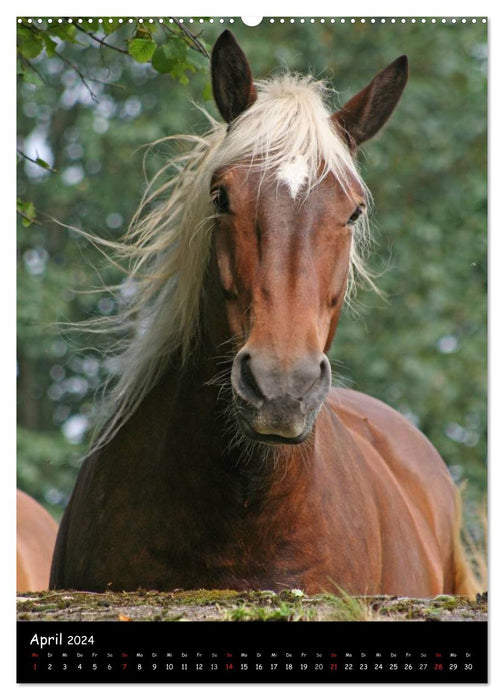 Kaltblüter (CALVENDO Wandkalender 2024)