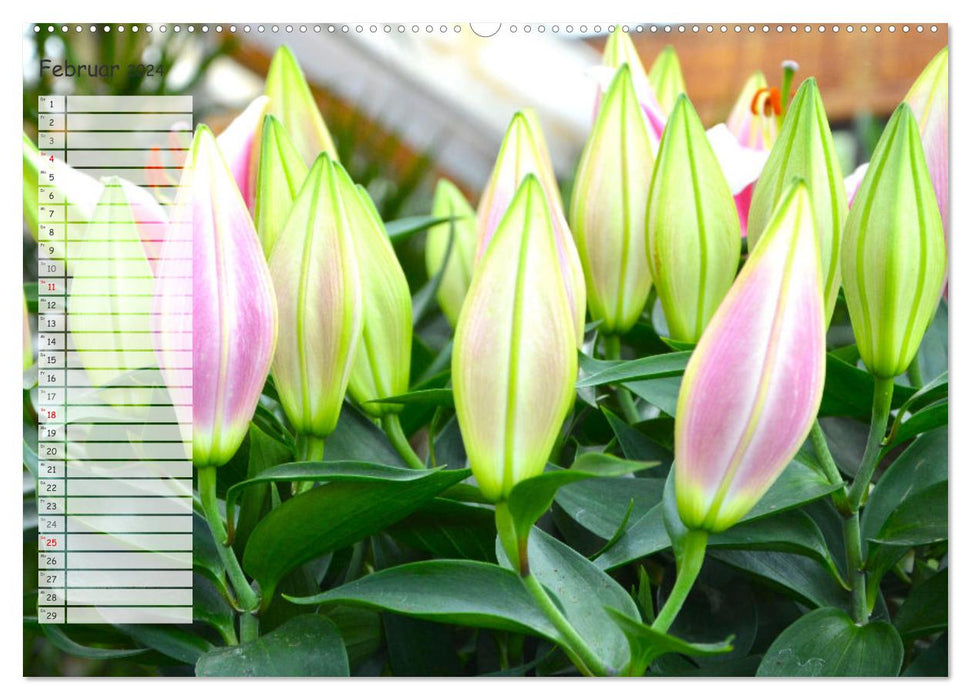 Die schönsten Zimmerpflanzen. Pflegeleicht, dekorativ und wohltuend (CALVENDO Wandkalender 2024)