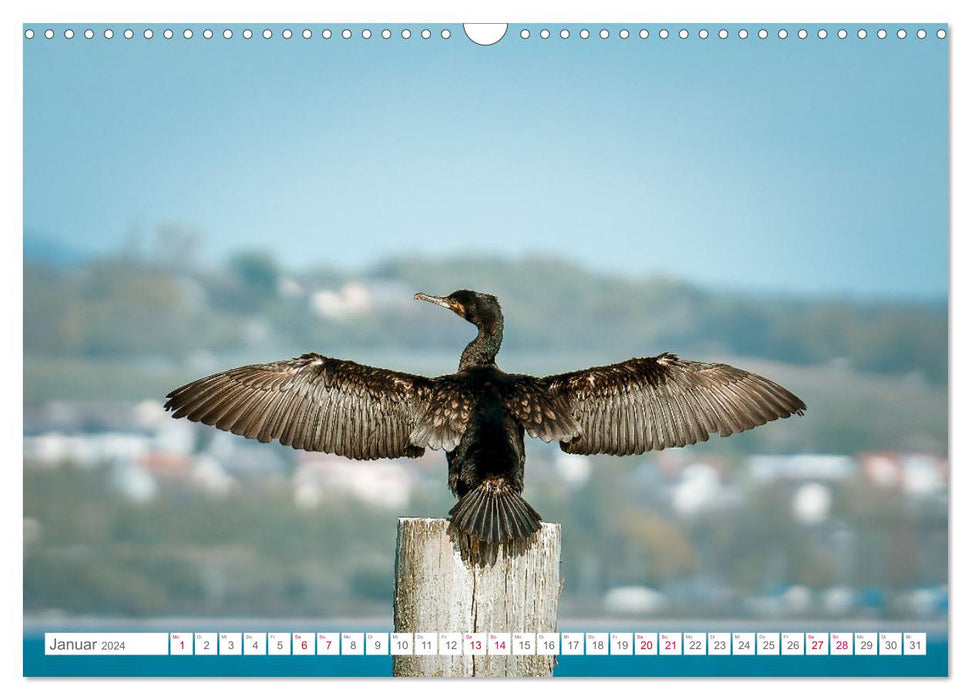 Vogelwelt am Bodensee 2024 (CALVENDO Wandkalender 2024)