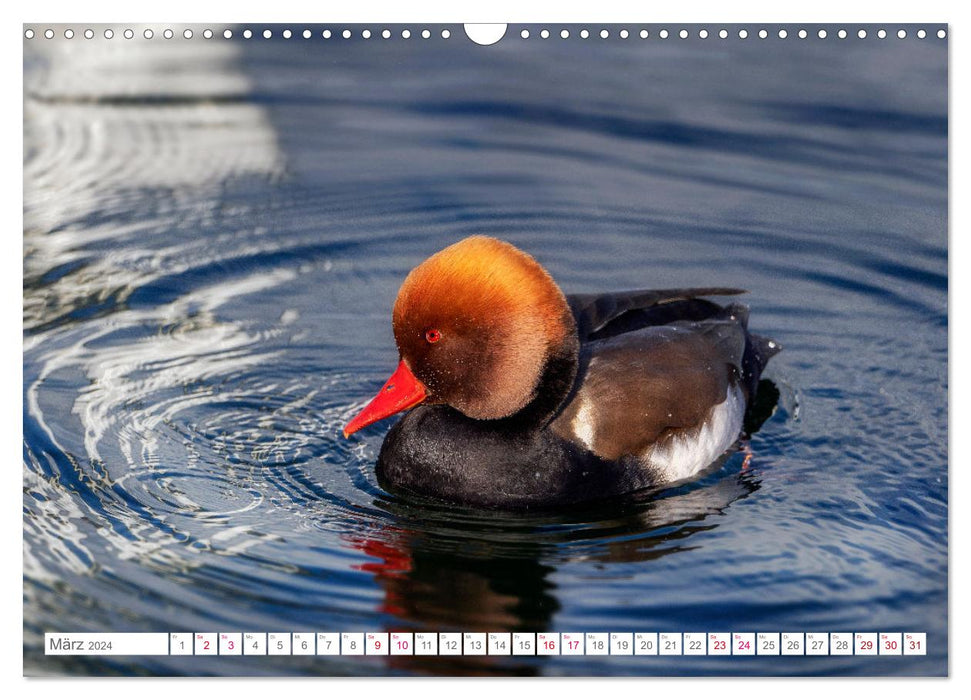 Vogelwelt am Bodensee 2024 (CALVENDO Wandkalender 2024)