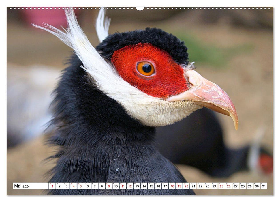 Schräge Vögel in Szene gesetzt (CALVENDO Premium Wandkalender 2024)