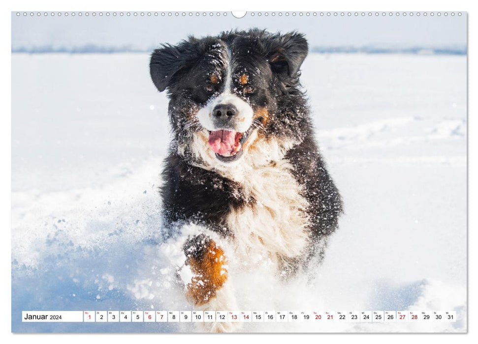 Berner Sennenhund - Eine Liebe für´s Leben (CALVENDO Premium Wandkalender 2024)
