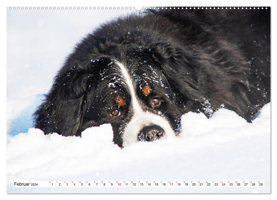 Berner Sennenhund - Eine Liebe für´s Leben (CALVENDO Premium Wandkalender 2024)