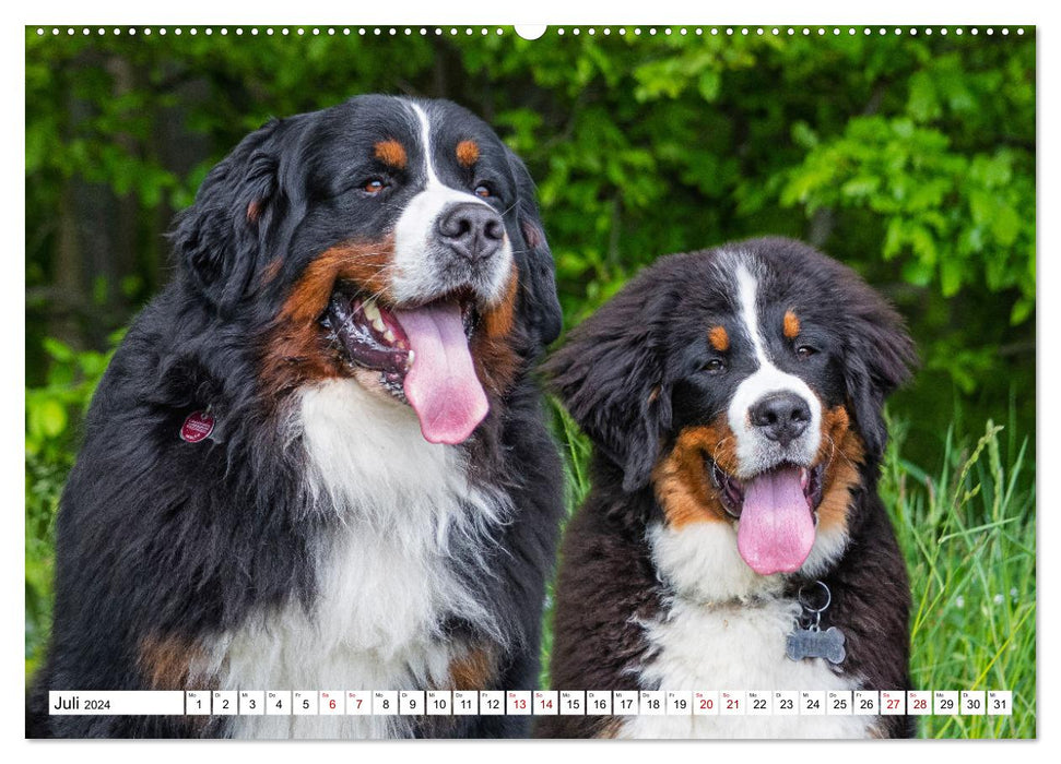 Berner Sennenhund - Eine Liebe für´s Leben (CALVENDO Premium Wandkalender 2024)