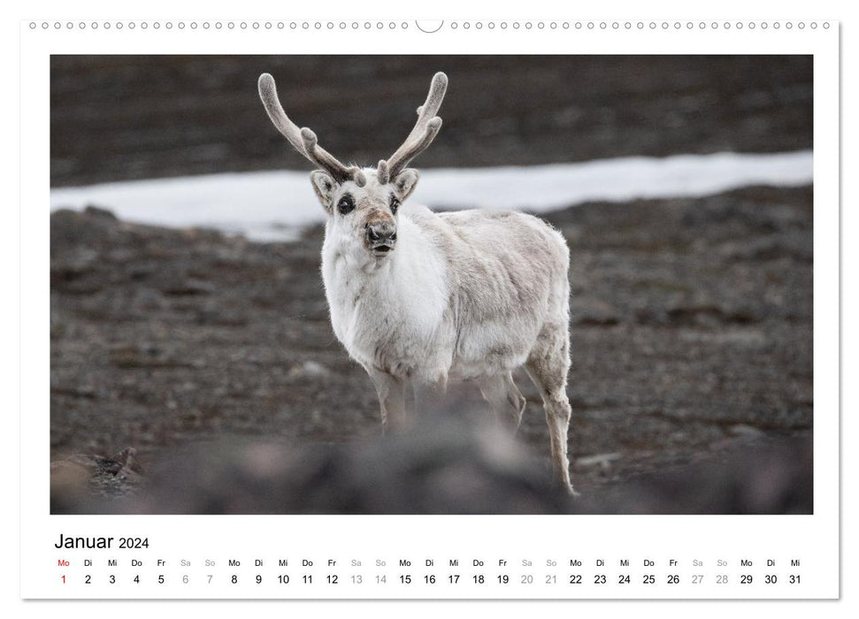 Fauna arctica (CALVENDO Premium Wandkalender 2024)