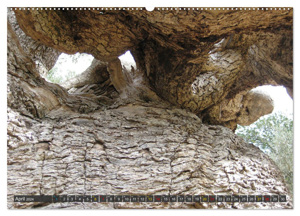 Olivenbäume auf Mallorca - Die Schönheit des Alters (CALVENDO Premium Wandkalender 2024)