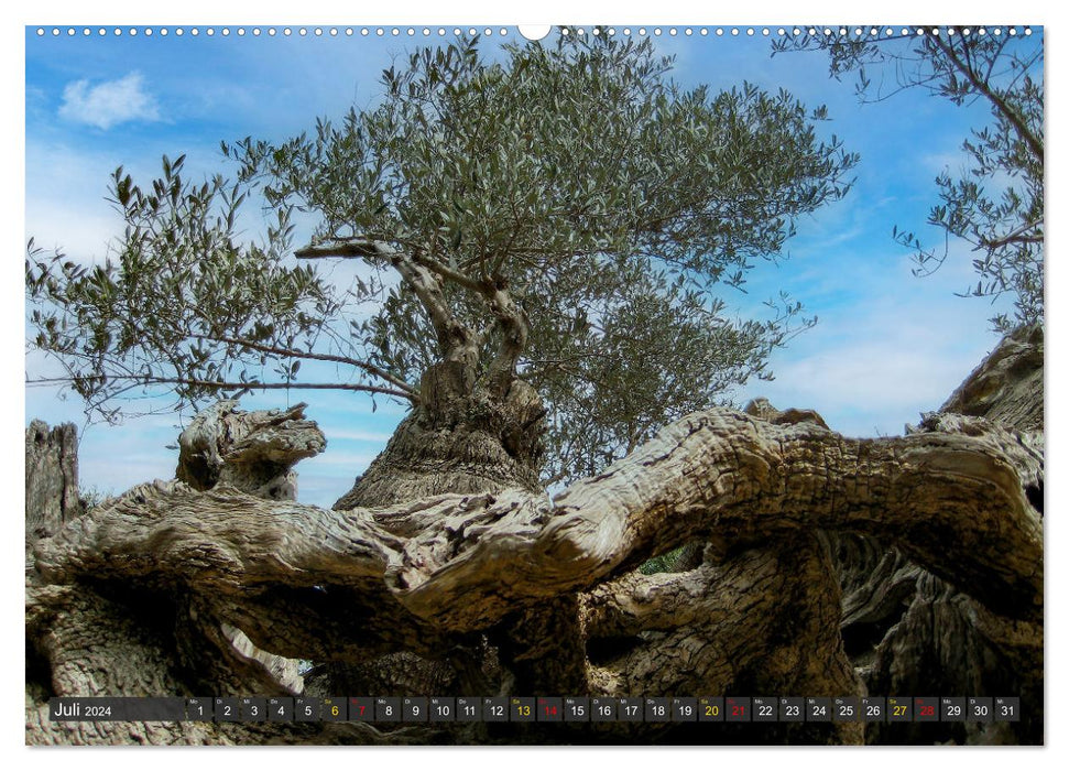 Olivenbäume auf Mallorca - Die Schönheit des Alters (CALVENDO Premium Wandkalender 2024)