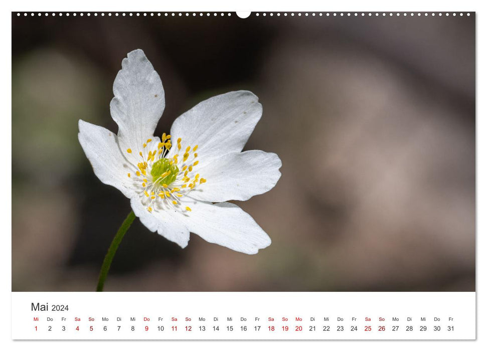 Faszination Natur Unterwegs in Südhessen (CALVENDO Wandkalender 2024)