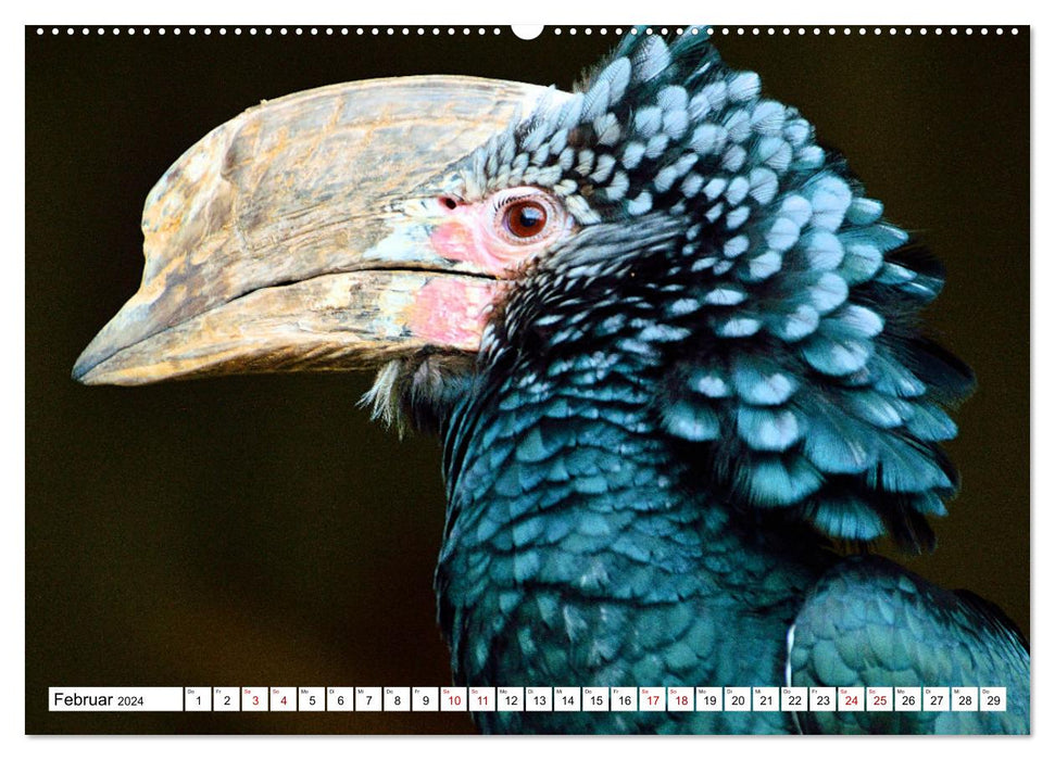 Schräge Vögel in Szene gesetzt (CALVENDO Wandkalender 2024)