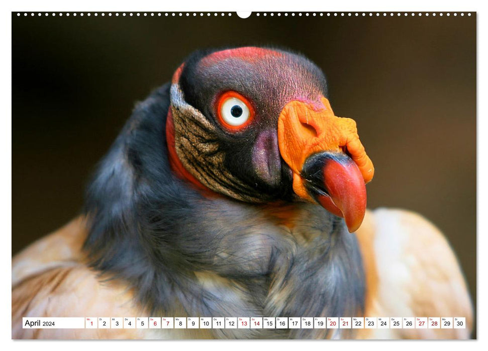 Schräge Vögel in Szene gesetzt (CALVENDO Wandkalender 2024)