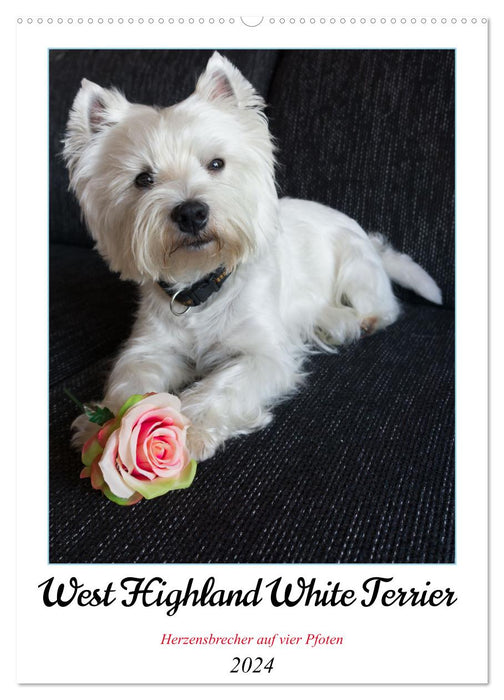 West Highland White Terrier - Herzensbrecher auf vier Pfoten (CALVENDO Wandkalender 2024)