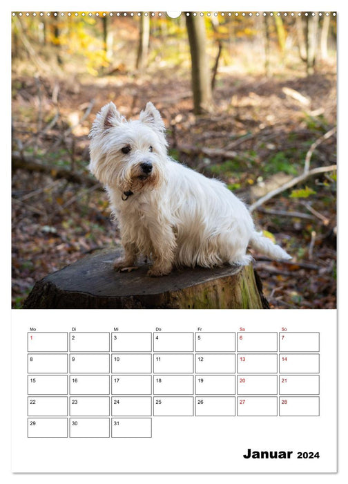 West Highland White Terrier - Herzensbrecher auf vier Pfoten (CALVENDO Wandkalender 2024)