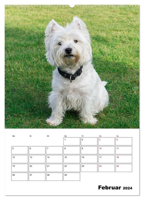 West Highland White Terrier - Herzensbrecher auf vier Pfoten (CALVENDO Wandkalender 2024)