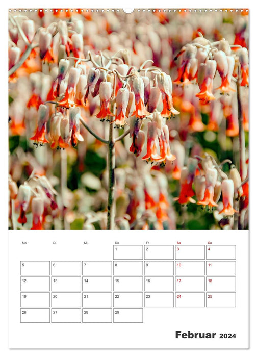 Thorny Beauties - Cacti and Succulents (CALVENDO Premium Wall Calendar 2024) 