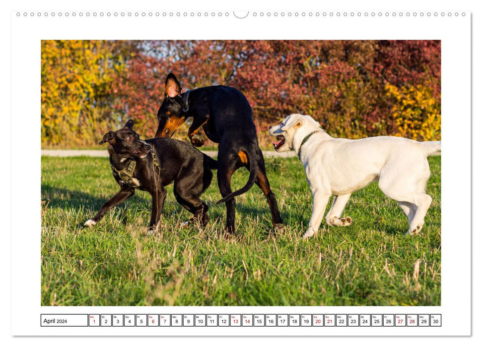 On Tour mit Labrador Yuki (CALVENDO Wandkalender 2024)