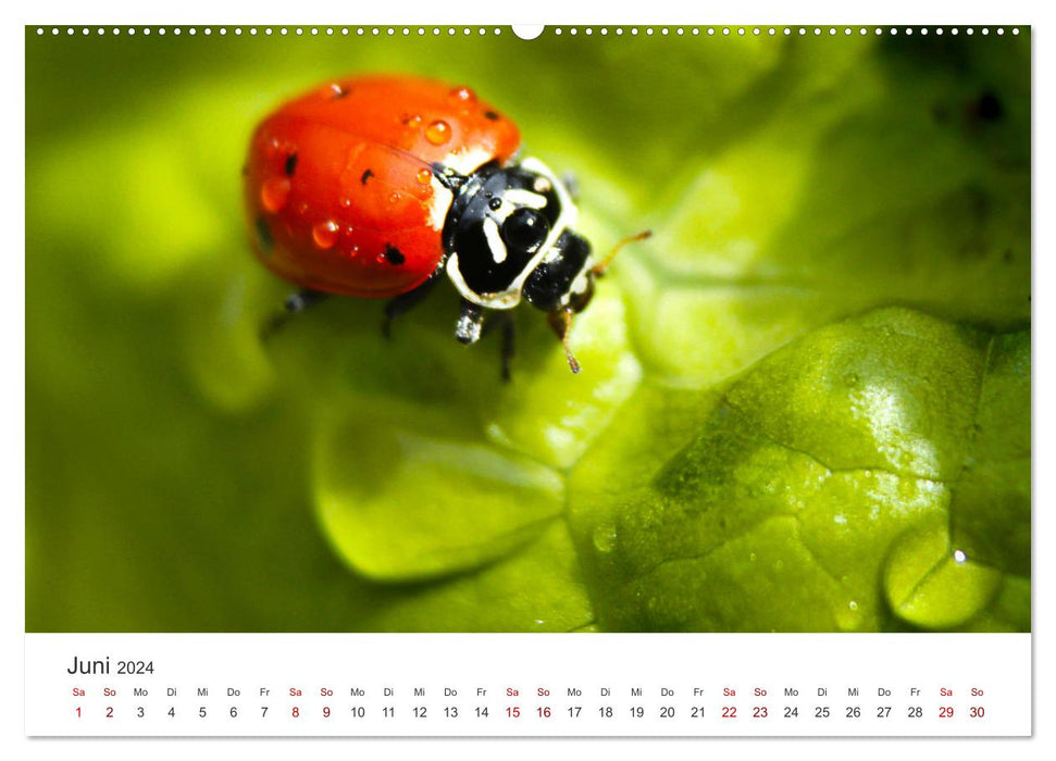 Lucky Charm - On the trail of happiness. (CALVENDO wall calendar 2024) 