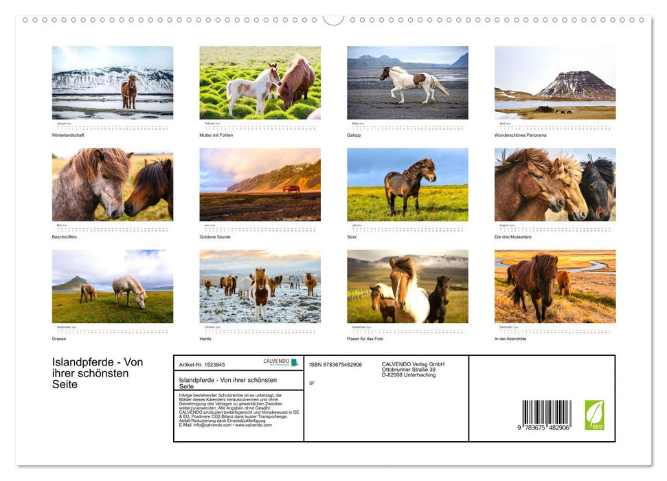 Chevaux islandais - à leur plus beau (Calvendo Premium Wall Calendar 2024) 