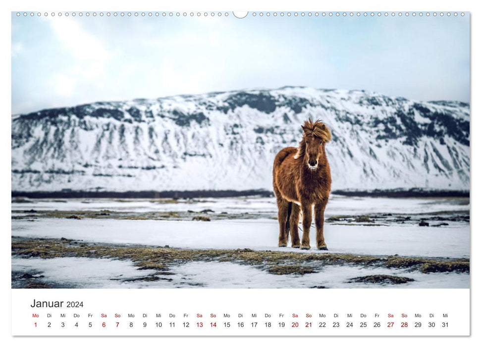 Chevaux islandais - à leur plus beau (Calvendo Premium Wall Calendar 2024) 