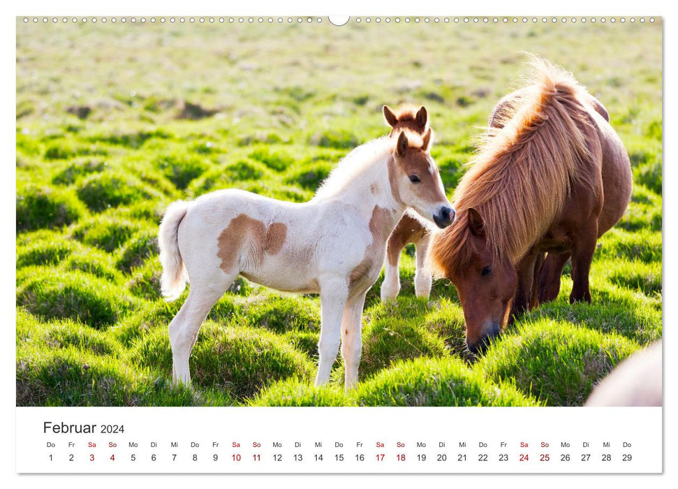 Chevaux islandais - à leur plus beau (Calvendo Premium Wall Calendar 2024) 